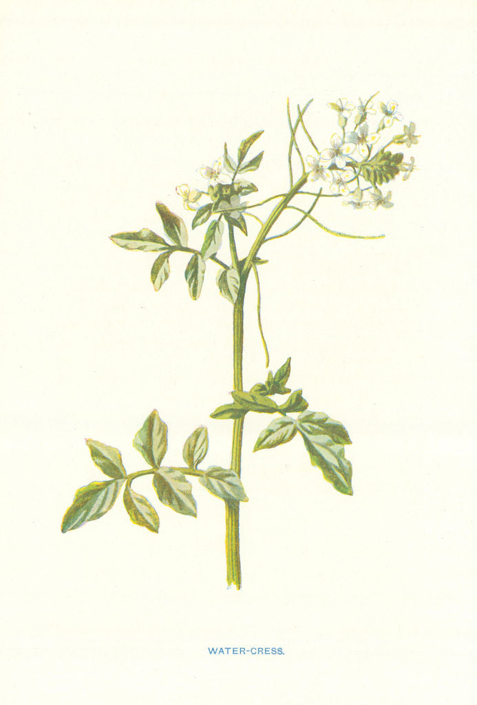 Water-Cress. Wild Flowers by Frederick Edward Hulme c1895 old antique print